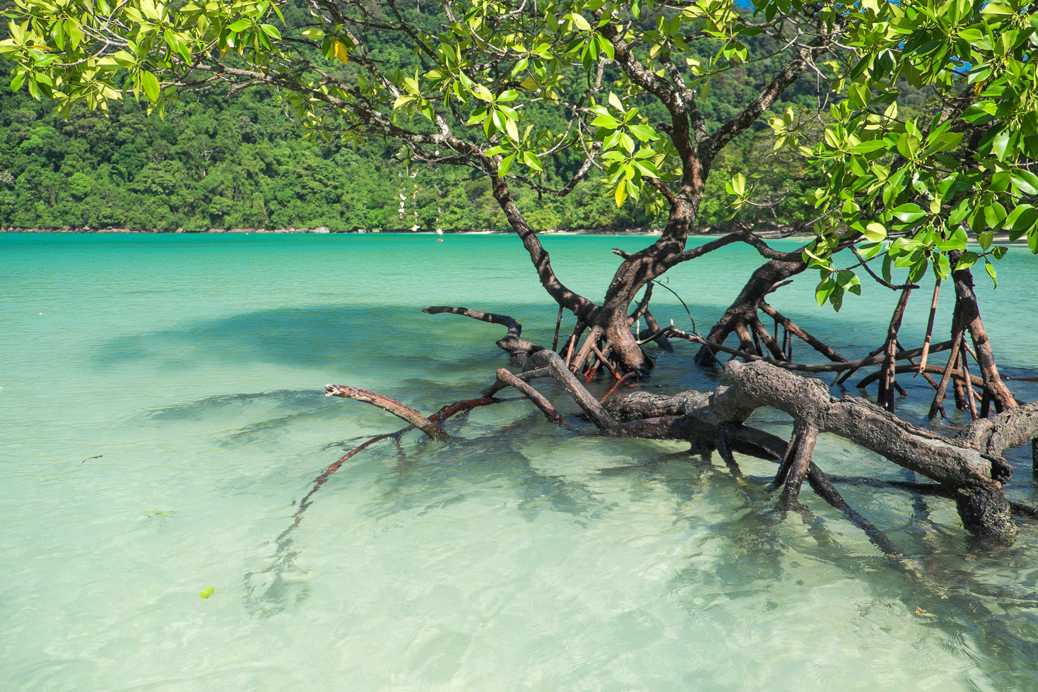 Mangrove is a nature based solution which Midori Climate Partner develops across Southeast Asia

#carboncredit #bluecarbon #sustaibility #climatefinance